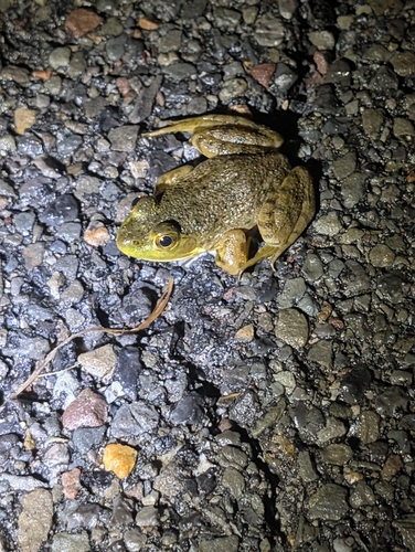 American Bullfrog observed by izd