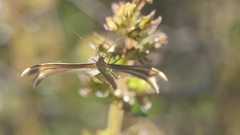 Stenoptilia