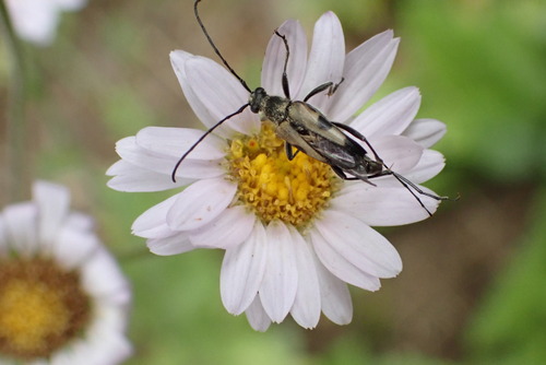 iNaturalist observation photo of Etorofus