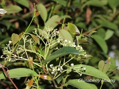 Urceola micrantha