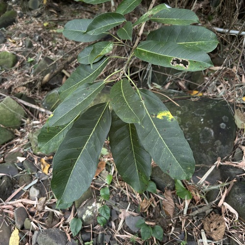 Ficus caulocarpa observed 2026-08-12