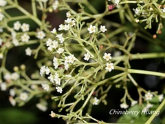 Urceola micrantha
