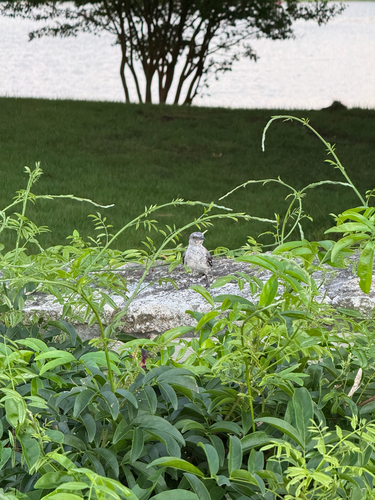 Northern Mockingbird observed by kala9108