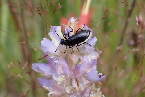 iNaturalist observation photo of punctate blister beetle
