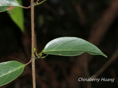 Urceola micrantha