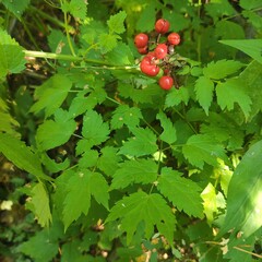 Actaea erythrocarpa