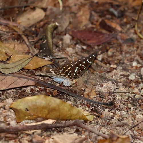 Common Archduke