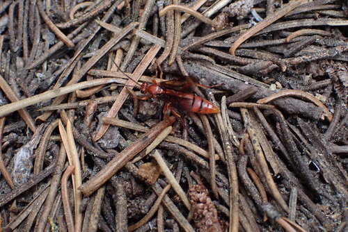iNaturalist observation photo of Ichneumonid and Braconid Wasps