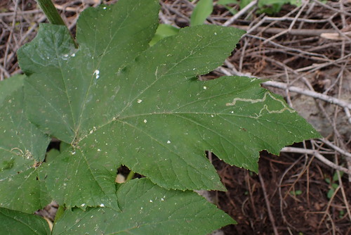 iNaturalist observation photo of Leaf-miner Flies