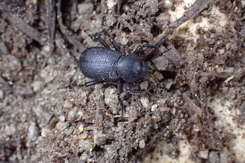 iNaturalist observation photo of Darkling Beetles