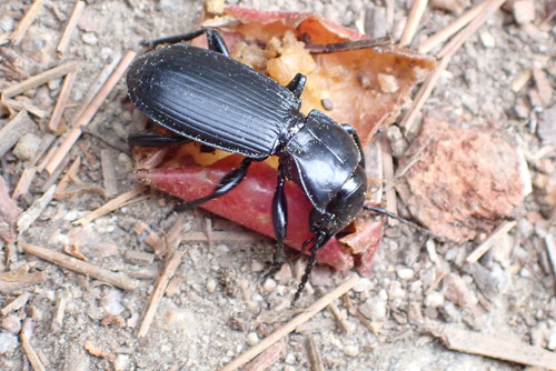 iNaturalist observation photo of Blackclock Ground Beetles