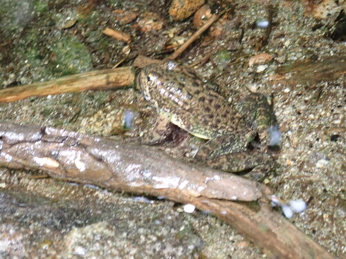 iNaturalist observation photo of Sierra Nevada Yellow-legged Frog