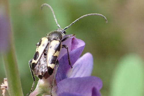 iNaturalist observation photo of Judolia
