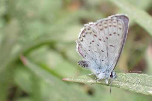 iNaturalist observation photo of Plebejus
