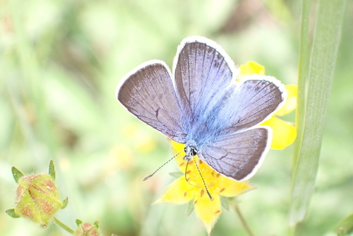 iNaturalist observation photo of Greenish Blue