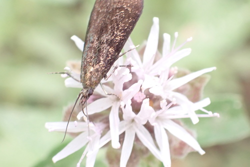 iNaturalist observation photo of Pyralid and Crambid Snout Moths