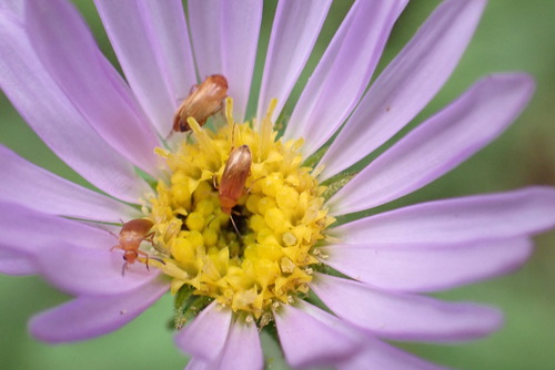 iNaturalist observation photo of Cucujiform Beetles
