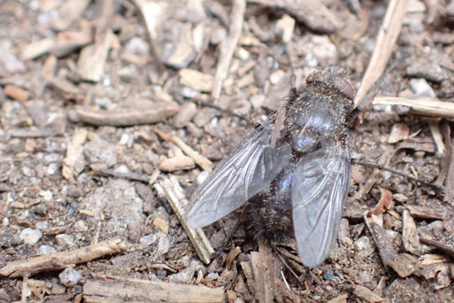iNaturalist observation photo of Bot Flies, Blow Flies, and Allies