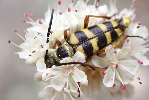 iNaturalist observation photo of Stenostrophia