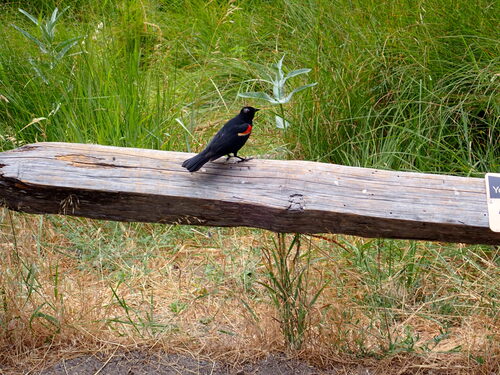 iNaturalist observation photo of Red-winged Blackbird