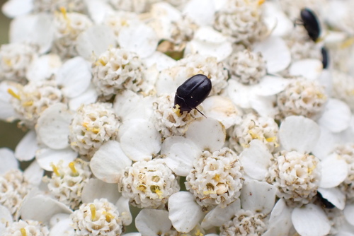 iNaturalist observation photo of Orphilus