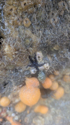 Ophiopteris antipodum observed 2026-08-13