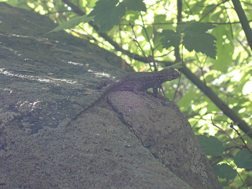 iNaturalist observation photo of Western Fence Lizard