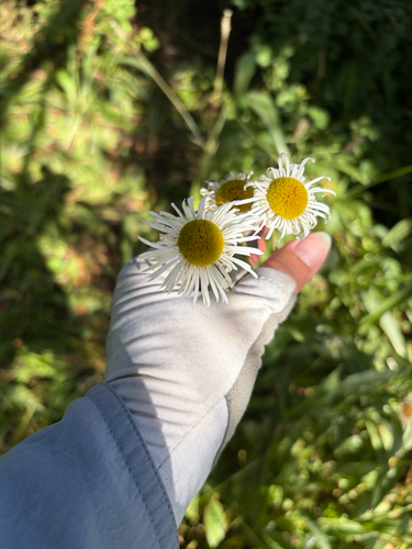 Erigeron coulteri, photograph 1
