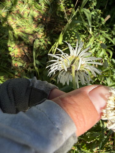 Erigeron coulteri, photograph 2