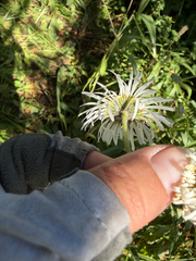 Erigeron coulteri, photograph (c) Rachel Allingham, some rights reserved (CC BY)
