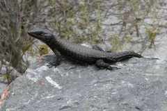 Black Girdled Lizard photo 5