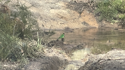 Australian Ringneck