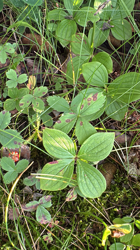 Canadian bunchberry