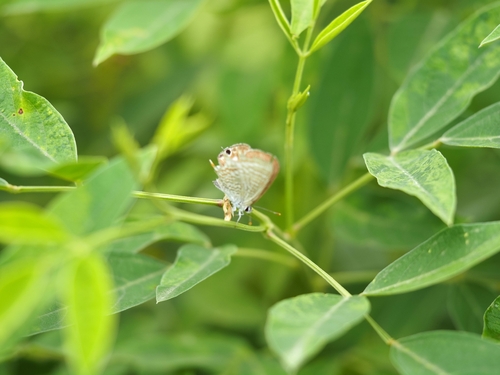 Pea Blue