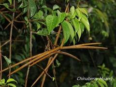 Urceola micrantha