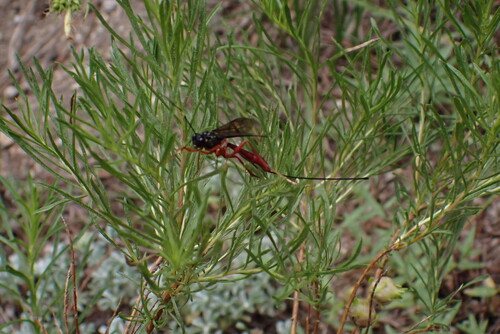 iNaturalist observation photo of Ichneumonid Wasps
