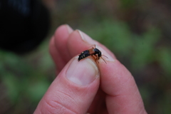 Staphylinus erythropterus