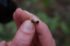 Staphylinus erythropterus