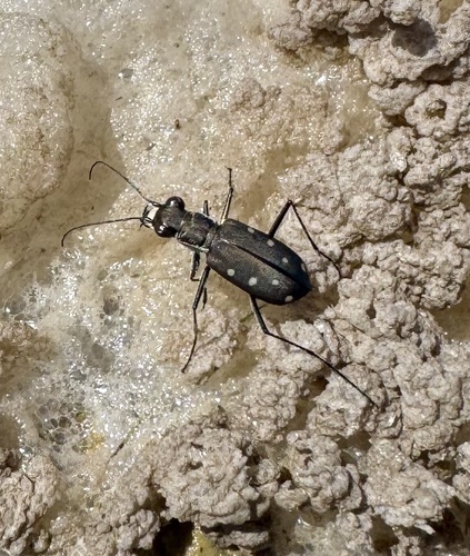 Ocellated Tiger Beetle