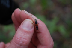 Staphylinus erythropterus