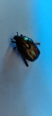 Protaetia cuprea