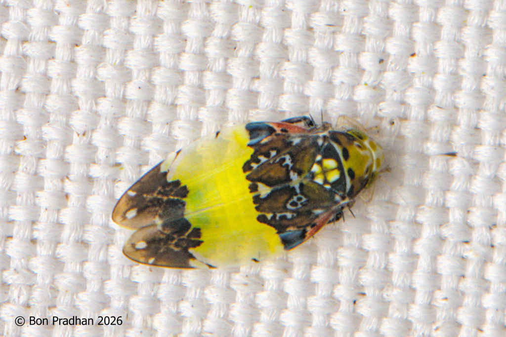 Ledeira eponae