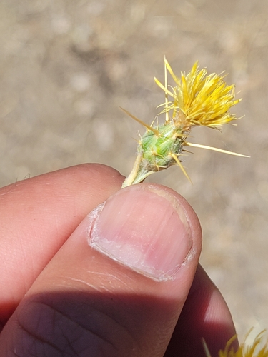 iNaturalist observation photo of Yellow Star-Thistle