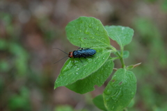 Acantholyda erythrocephala