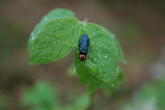 Acantholyda erythrocephala