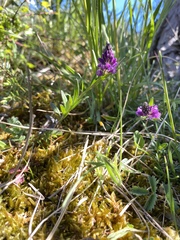 Polygala comosa