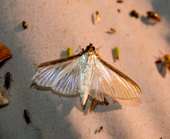 Cydalima