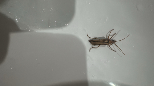 iNaturalist observation photo of Ortholeptura valida