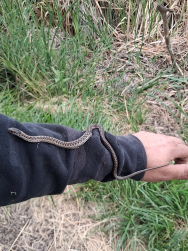 Western Terrestrial Garter Snake observed by brandon3232