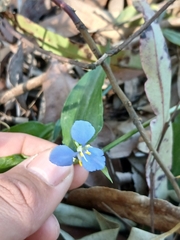 Commelina cyanea, photograph author not stated, no rights reserved